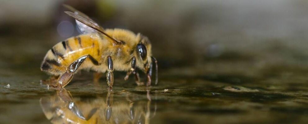 Faire un abreuvoir pour vos abeilles